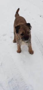 Photo du Loly le chien de l équipe