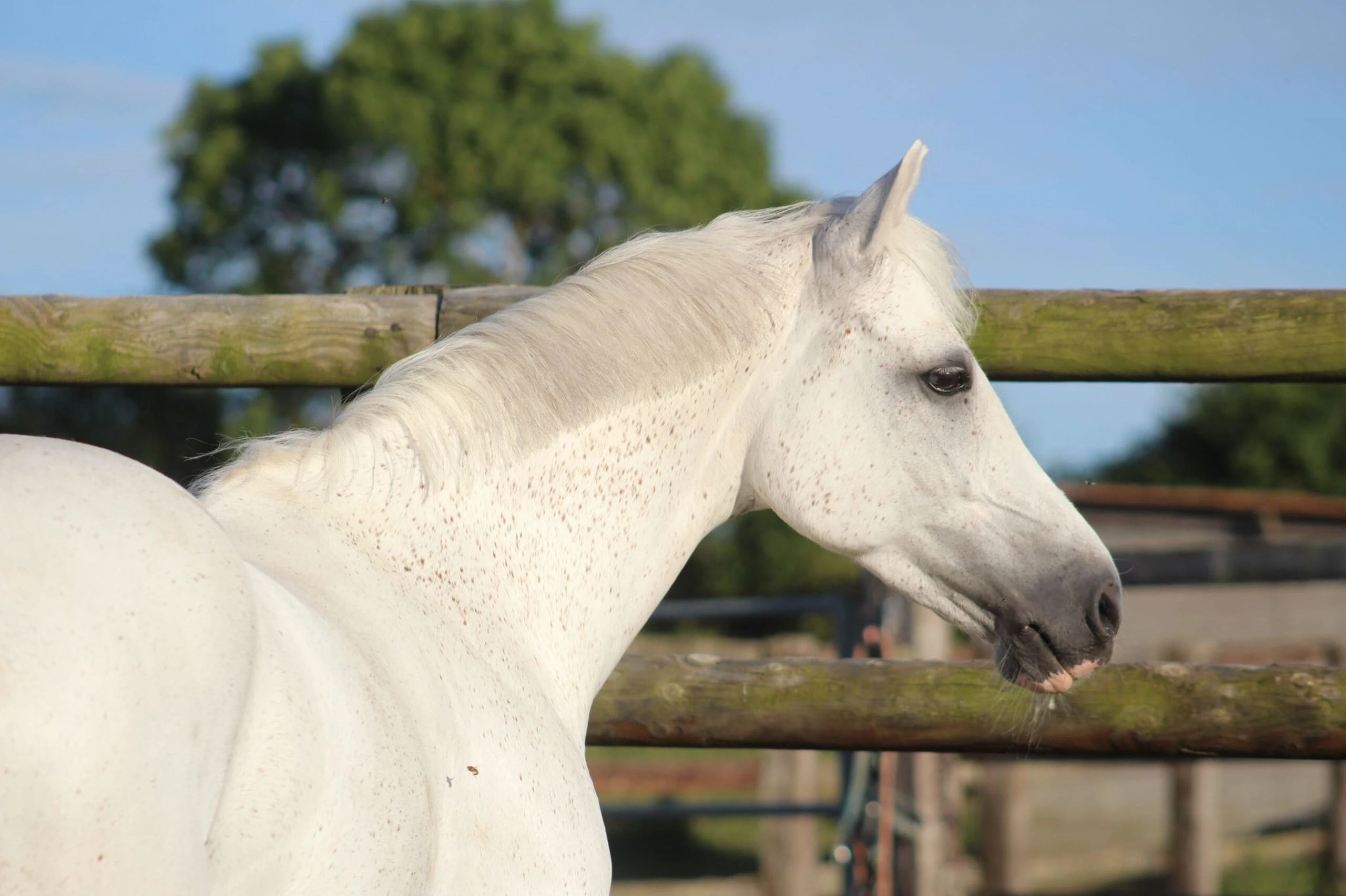 Photo de chevaux en pension dans l Eure aux écuries de Laude