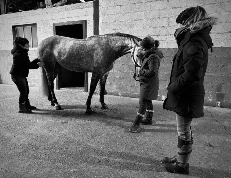 Photo mise en situation bien-être du cheval aux Écuries de Laude