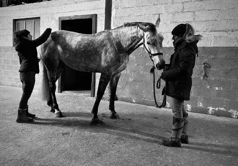Photo mise en situation bien-être du cheval aux Écuries de Laude