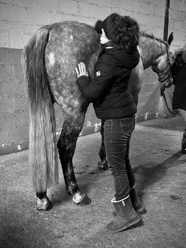 Photo mise en situation bien-être du cheval aux Écuries de Laude
